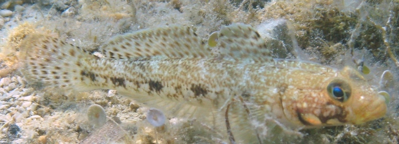 Gobius geniporus